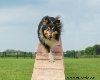 Lista de 30 razas de perros de pastoreo (con características clave)