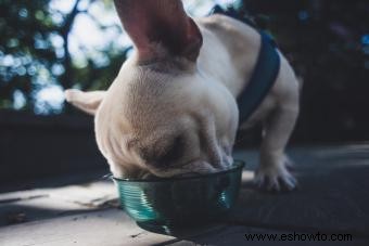 Recetas fáciles de alimentos crudos para perros con una nutrición equilibrada