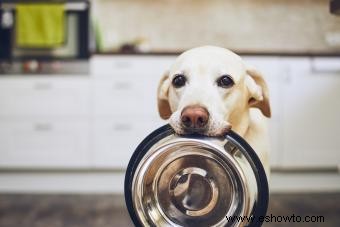 Recetas fáciles de alimentos crudos para perros con una nutrición equilibrada