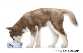 Cuánta comida alimentar a un perro con una dieta cruda