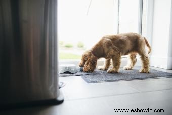 Cuánta comida alimentar a un perro con una dieta cruda