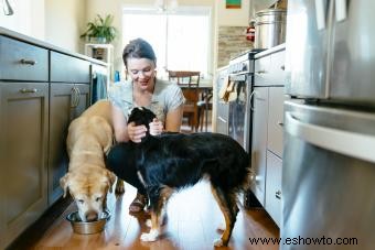 Aspectos básicos de la comida cruda para perros para principiantes