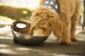 Aspectos básicos de la comida cruda para perros para principiantes