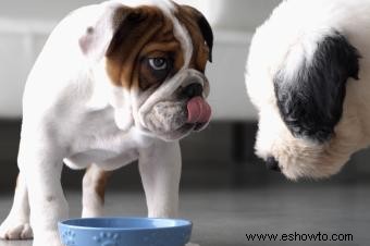 Aspectos básicos de la comida cruda para perros para principiantes