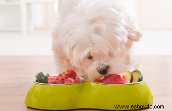 Recetas caseras de comida cruda para perros con ingredientes sin cereales