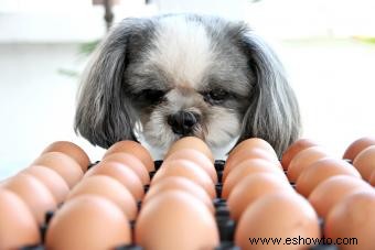 Beneficios y riesgos de agregar huevo crudo a la comida para perros