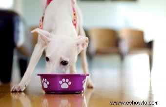 Complementos alimenticios crudos para perros más beneficiosos