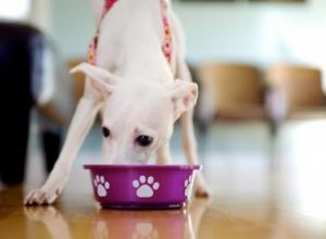 Complementos alimenticios crudos para perros más beneficiosos