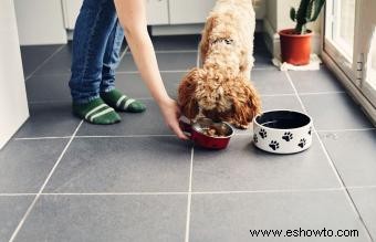 Principales ventajas y desventajas de la comida cruda para perros a comparar