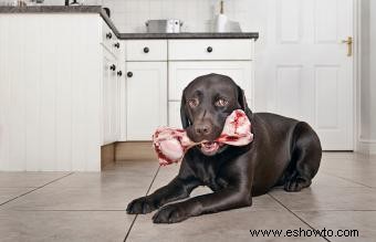 Principales ventajas y desventajas de la comida cruda para perros a comparar