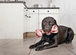 Principales ventajas y desventajas de la comida cruda para perros a comparar