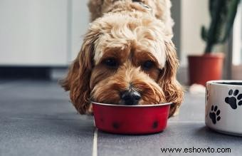 Reseñas de alimentos crudos para perros de marcas populares