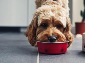 Reseñas de alimentos crudos para perros de marcas populares