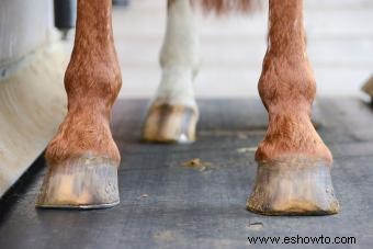 Anatomía del casco del caballo:Desglose de las partes