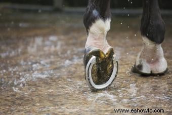 Anatomía del casco del caballo:Desglose de las partes