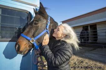 ¿Cuánto tiempo viven los caballos? Factores que afectan la esperanza de vida