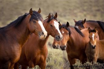 ¿Cuánto tiempo viven los caballos? Factores que afectan la esperanza de vida