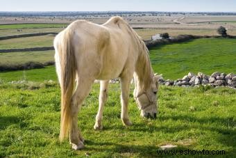 ¿Cuánto tiempo viven los caballos? Factores que afectan la esperanza de vida