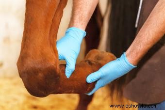 Suplementos para las articulaciones de los caballos