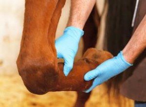 Suplementos para las articulaciones de los caballos