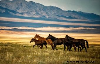 Ciclo de Vida del Caballo:Etapas y Cuidados