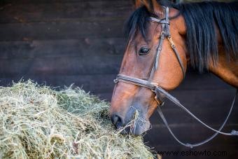 ¿Qué comen los caballos? Guía sencilla para una dieta saludable para caballos