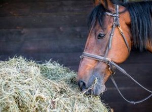 ¿Qué comen los caballos? Guía sencilla para una dieta saludable para caballos