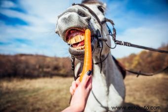 ¿Qué comen los caballos? Guía sencilla para una dieta saludable para caballos