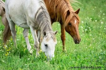 ¿Qué comen los caballos? Guía sencilla para una dieta saludable para caballos