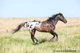 Resumen y origen de la raza de caballo Appaloosa