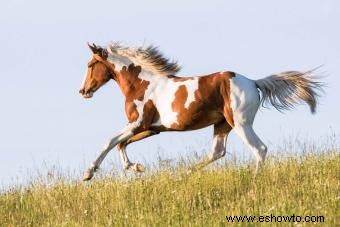 Resumen y origen de la raza de caballo Appaloosa