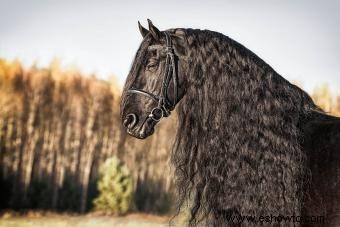 Perfil de caballo frisón:una raza elegante y poderosa