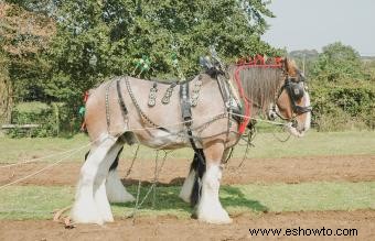 Shire Horse:descripción general y origen de una raza distintiva