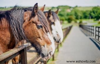 Shire Horse:descripción general y origen de una raza distintiva