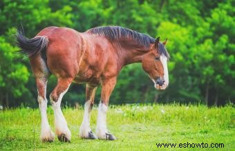 Guía de caballos de Clydesdale:una raza poderosa y majestuosa