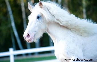 Shire Horse:descripción general y origen de una raza distintiva