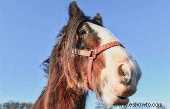 Shire Horse:descripción general y origen de una raza distintiva