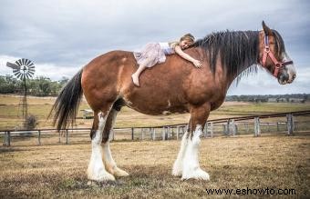 Guía de caballos de Clydesdale:una raza poderosa y majestuosa