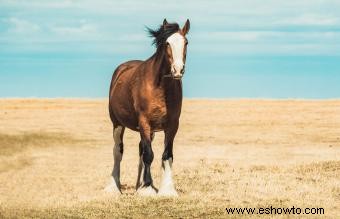 Guía de caballos de Clydesdale:una raza poderosa y majestuosa