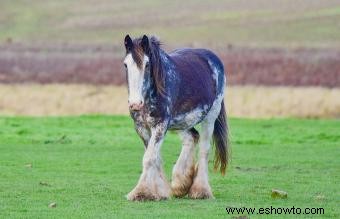 Guía de caballos de Clydesdale:una raza poderosa y majestuosa