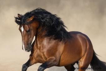 Perfil del caballo andaluz:una raza brillante e influyente
