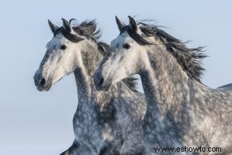 Perfil del caballo andaluz:una raza brillante e influyente