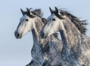 Perfil del caballo andaluz:una raza brillante e influyente