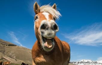 9 videos divertidos de espectáculos de caballos