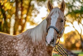 98 nombres de caballos Palomino que combinan con su belleza 