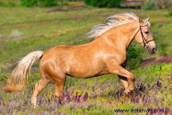 98 nombres de caballos Palomino que combinan con su belleza 