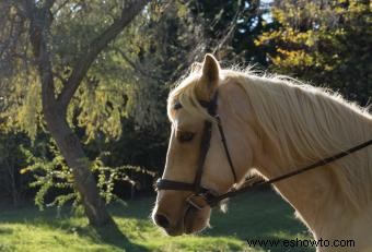 Nombres de caballos españoles