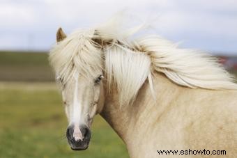 98 nombres de caballos Palomino que combinan con su belleza 