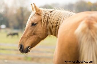 98 nombres de caballos Palomino que combinan con su belleza 