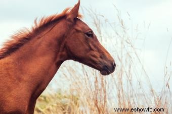 Nombres de caballos españoles